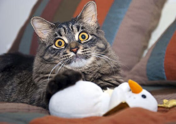 库里硬仗之王加冕夜，奇才式连续得分狂潮，如何让国王俯首称臣？