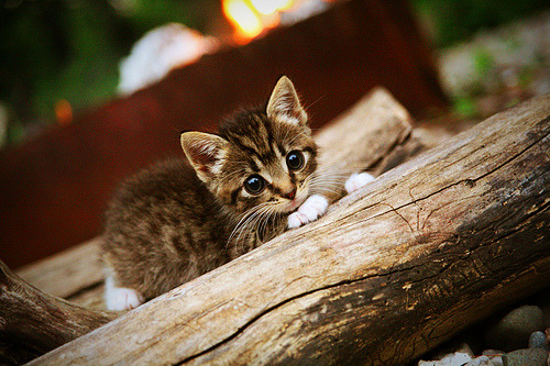 从赛道到绿茵场，厄瓜多尔压哨绝杀法国背后的F1式年度争冠启示
