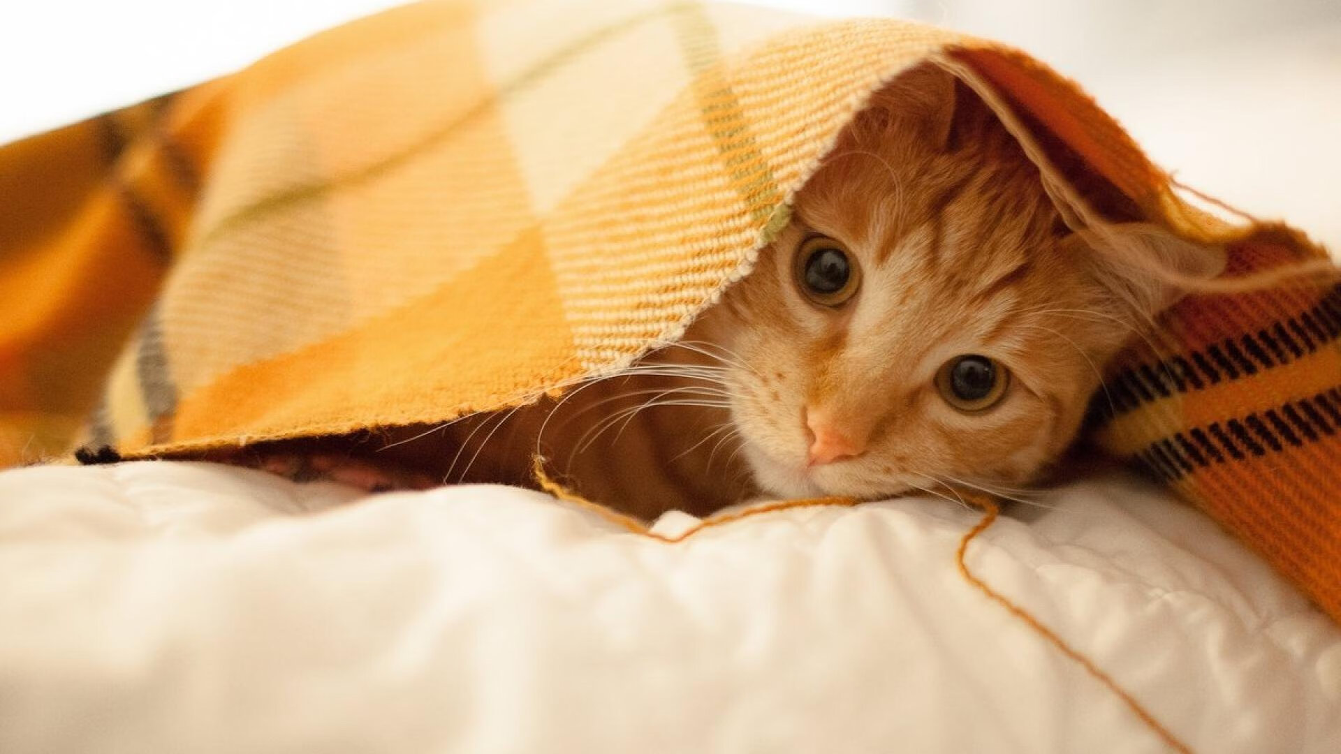 北京队完胜广厦队，贝恩成为关键先生